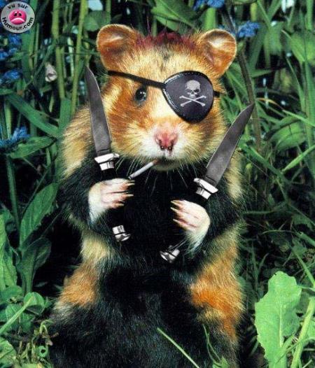 attention pirate